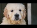 Heartwarming Moments: 4K Golden Retriever Puppies