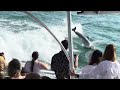 Lil Toot II Out of Clearwater Beach 5pm Dolphin Excursion and Sightings