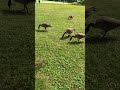 GEESE HAVING FUN