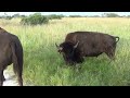 new bison bull Oct 2022