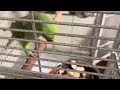 Carrot? - Petey the Ringneck