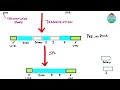Eukaryotic gene : Functional organisation | Biochemistry | USMLE STEP 1 , NCLEX