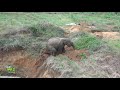 A baby elephant rescued by wildlife officers !