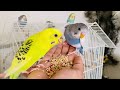 Loved It🥰 Happy parakeet sounds, birds chirping, Birds for cats to watch #budgies #parakeet #parrot