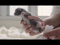 First time handling poop for kittens, kittens grabbing milk to drink, kittens are really so cute!