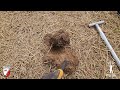 Betty Is The Best | Metal Detecting With Both Equinox 800 & 900 At Amazing Old House Site!