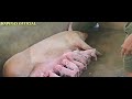 #41NewVlog_Swerte Unang Pangangak Ng Inahing Baboy Sampo Agad!..BUHAY PROBINS'YA!...