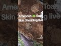 American Toad Live Shedding