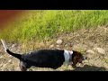Lola the basset hound walks the cow park