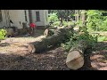 Cutting Down Trees #dodgeram #w350 #adip #mopar #treework #timber #droppinglogs #vlog #michigan