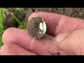 Metal Detecting - SO many OLD COINS at the 1920's Mansion! - Minelab Equinox