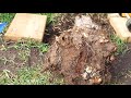Removing tree stump with trolley jack