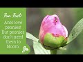 Easy Peony Care - Grow Peonies That Bloom For Decades