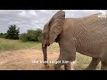 Baby Elephant Phabeni Goes Walking in the Wild with his Herd!