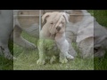 Beautiful Chunky Old English Bulldog Puppies