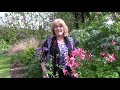 Aquilegia Care, How to Grow Granny's Bonnet /Columbines : 4 of 30, my month of perennials