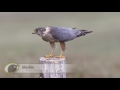 BTO Bird ID - Peregrines