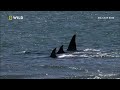 Diese Orcas jagen am Strand | Mai mit Biss