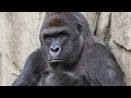 Harambe Tribute Teaser [YTP]