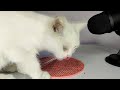 Cat Licking Eating Food ASMR MUKBANG