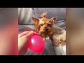 😂 So Funny! Funniest Cats and Dogs 2024 ❤️ Best Funny Catss 2024 🐱🐕