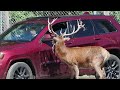 Elk, Parc Omega