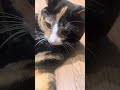 Adorable Calico Cat Craves Attention: Belly Rubs Needed! #cat #cute #animals #catlover #cutecat