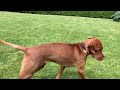 Our daily routine with our 8 month old Vizsla puppy