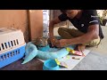 Stray Cat Gives Birth To 2 Kittens In Abandoned Jar | Daisy The Dog