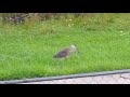 Heron vs mouse