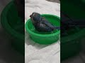 quaker parrot taking a bath