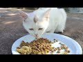 Cearfully Remove Larvae form Cat's