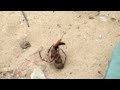 Spider VS Wasp - epic bug battle refereed by Ellen