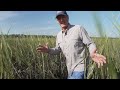 Exploring Spartina in a Lowcountry Salt Marsh