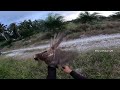 AGAK LAEN!!! DI GASS!!! TANPA AMPUN!! (hunting with Brown Goshawk)