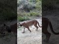 Encounter with this mountain lion known as Uno