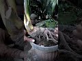 cara membuat bonggol bonsai kelapa cepat besar