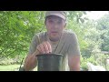 How to Propagate Salvia and how to Deadhead Salvia (Salvia nemorosa)