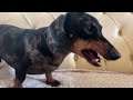 MINI DACHSHUND MAKES A HUGE SACRIFICE