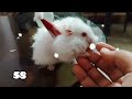 Santa hamster playing Cubby Bunny🐹