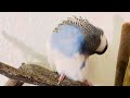 Cute pet budgies fun activities in one minute, birds for cats to watch #budgies #parakeet #parrot