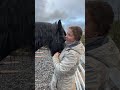 Rescue Friesian NERO 🌈 arrives at our Sanctuary