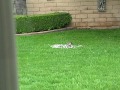 Small hawk feasting on a morning dove.