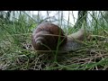 Adventures of Merlin the Snail