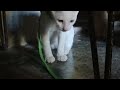 A Lovely Cat, Maria Ansay Vlog