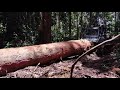 Skill Operator Alat Berat Bulldozer Logging Tarik Kayu Besar dari Dalam Hutan