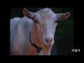 Backpacking with goats | Oregon Field Guide