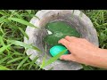 Most Amazing Catch Colorful Pacman Frog, Butterfly Fish, Catfish, Zebrafish, Koi | Fishing Video