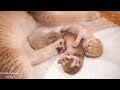 Dad cat Leo is the ultimate supportive father to mother cat and kittens