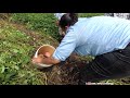 Tour of a Commercial Farm in Guyana.